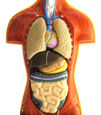 Whole Body Cleanse
